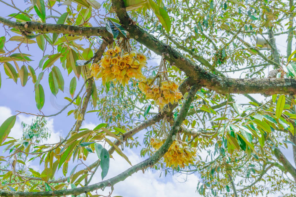 Flowering and growing of durian flowers on trees in April