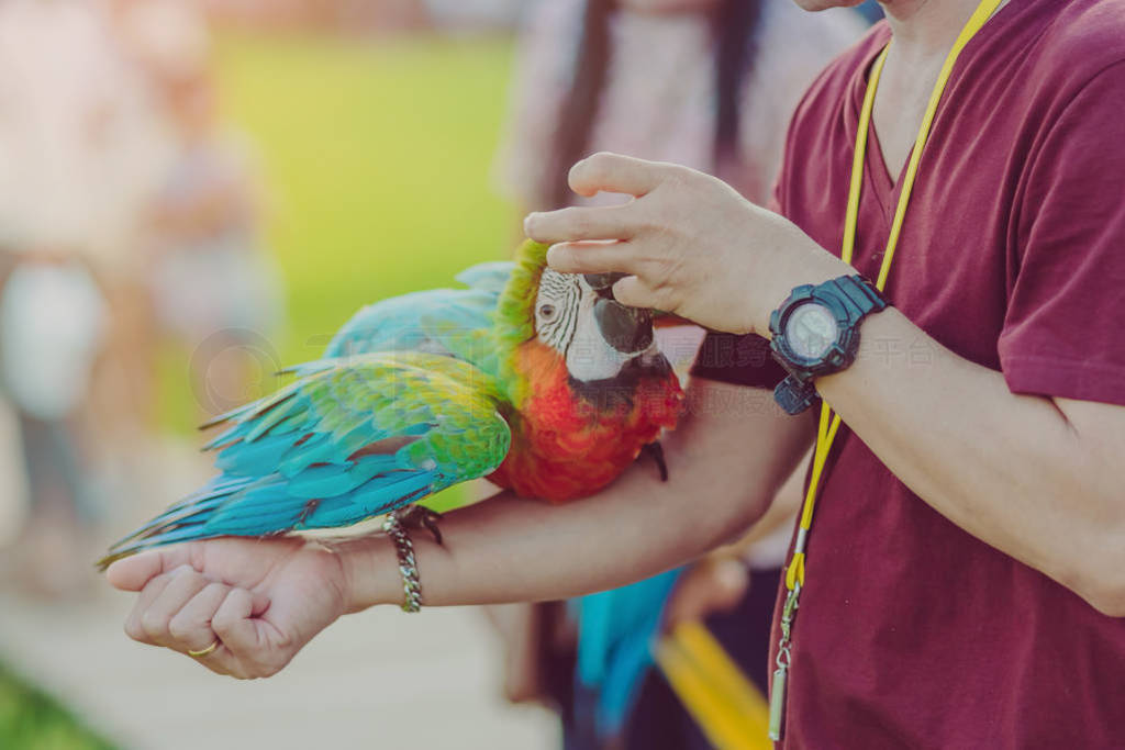 Colorful macaw parrot perching on the hand and wait to fly for e