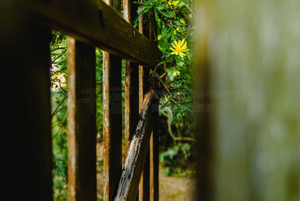 View through the aged wooden fences of a garden of yellow daisy