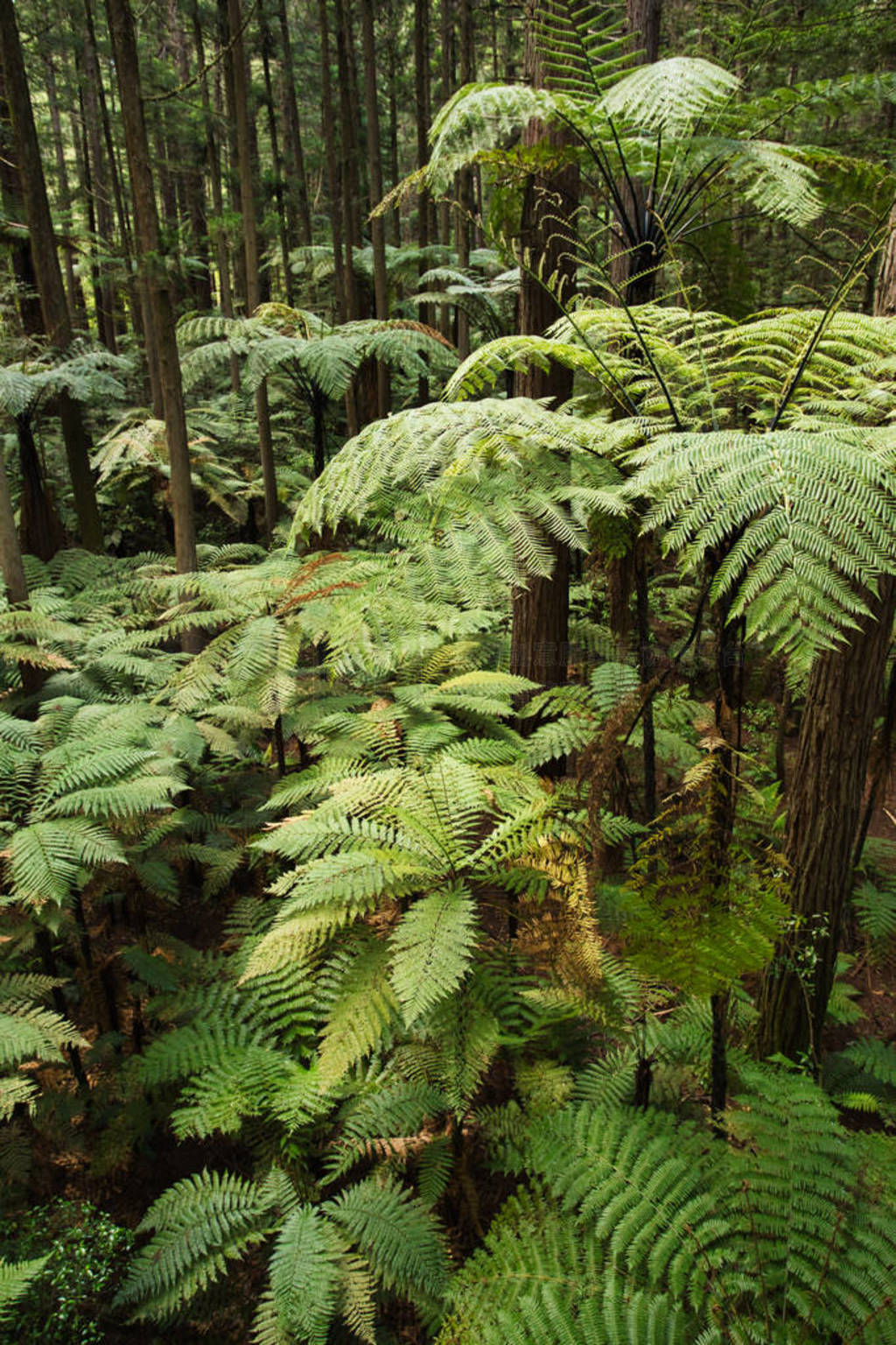 Forest of Tree Ferns and Giant Redwoods in Whakarewarewa Forest