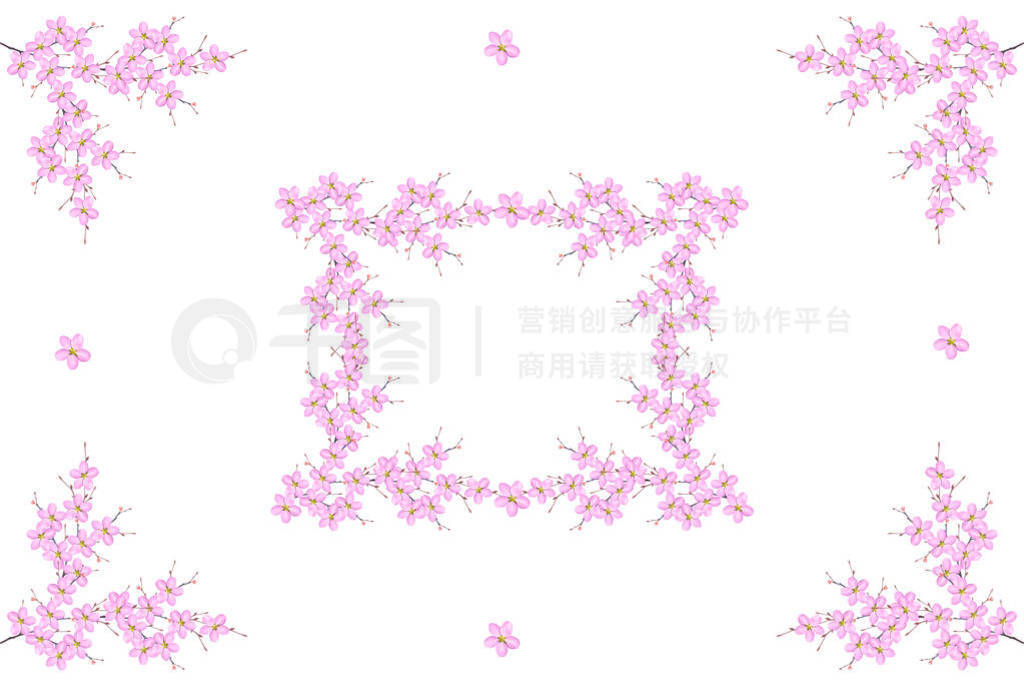 Flowering branch of cherry isolated on a white background.