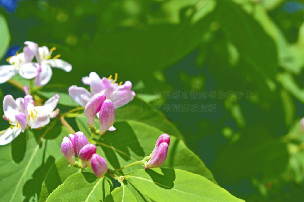 Blossoming branch cherry