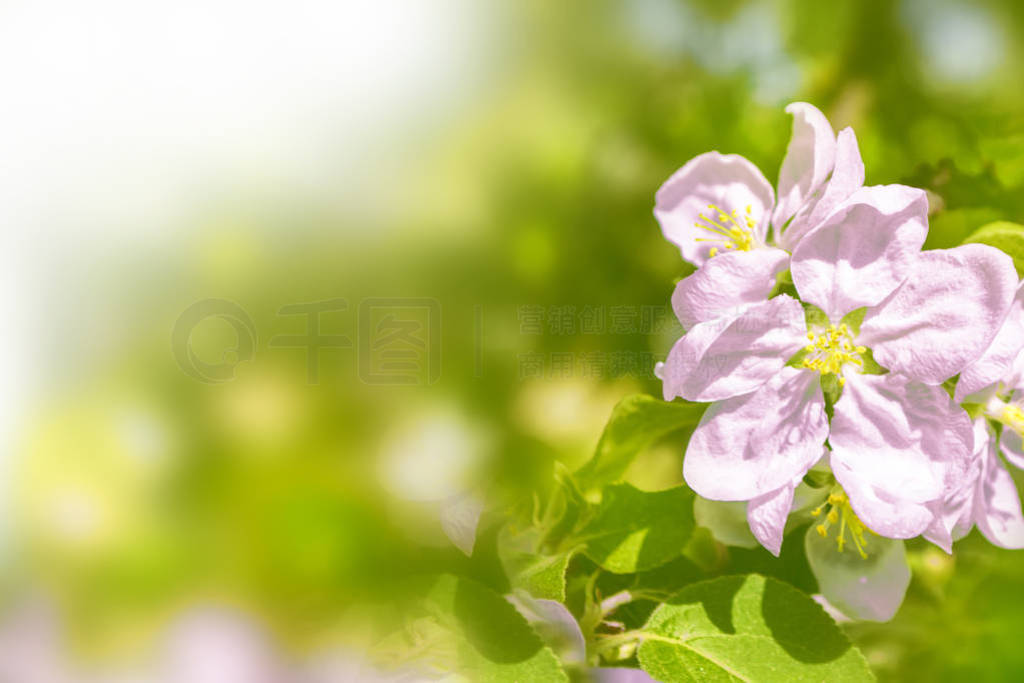 Blossoming branch apple.