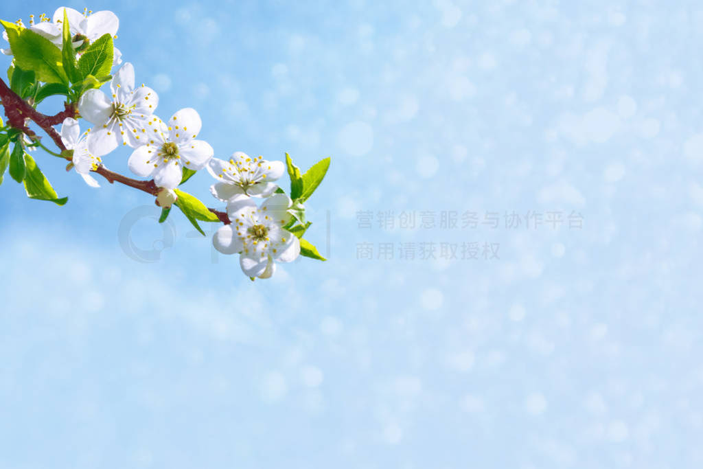 Blossoming branch cherry