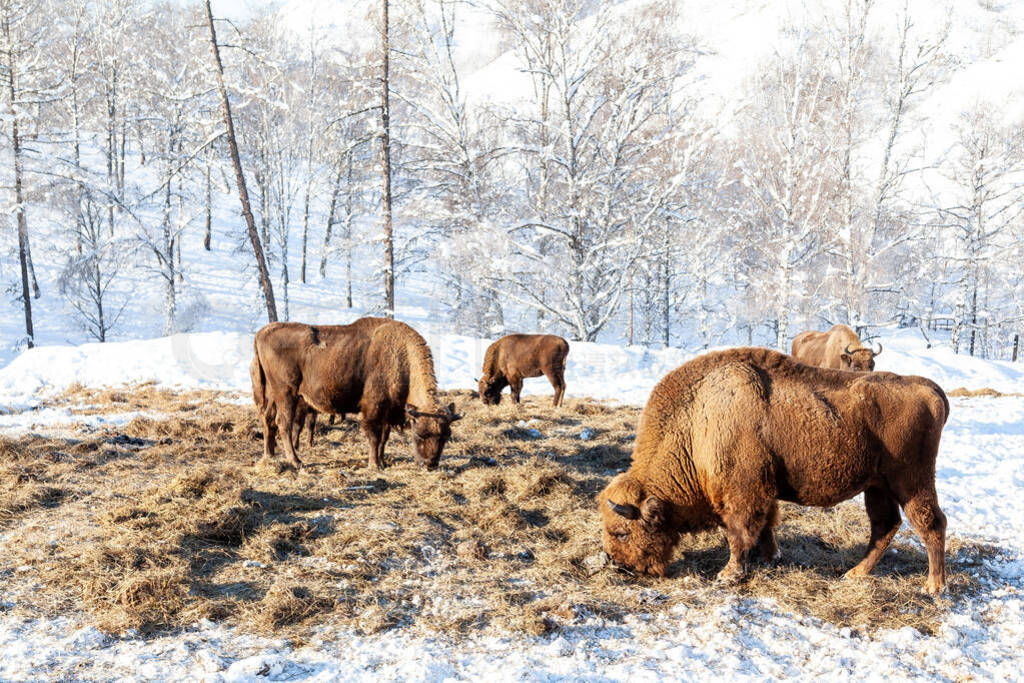 A large herd of brown bison or Wall Street bulls grazes next to