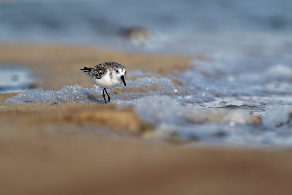 Sanderling-Calidris albaڴɳ̲ɢιʳԺϴ