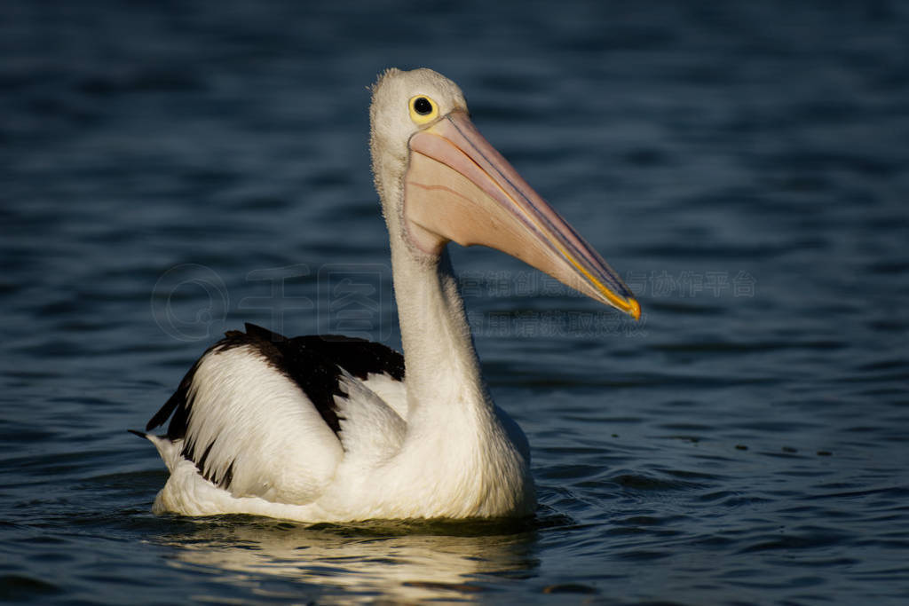 The Australian pelican (Pelecanus conspicillatus) is a large wat