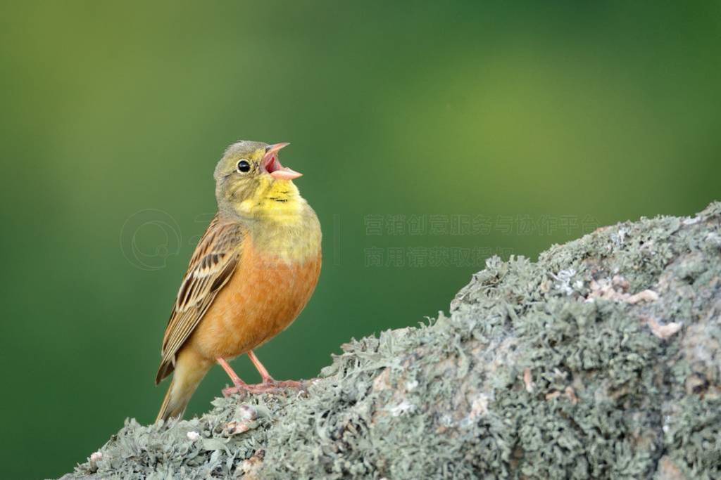 Ϣɽ֦ϵİ¶Emberiza hortulana