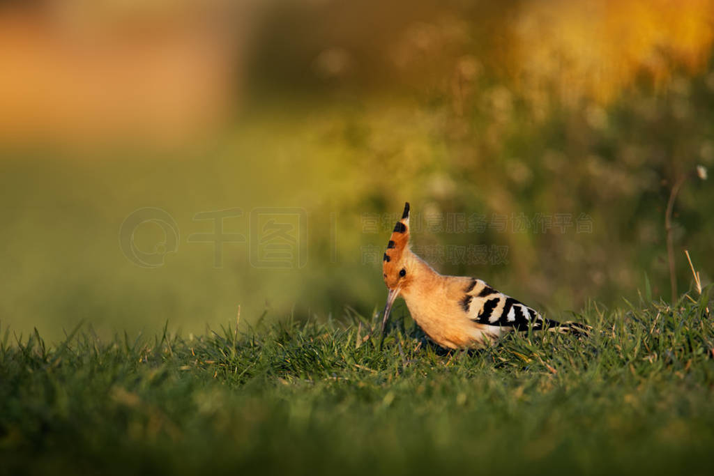 ŷHoopoe-Upupa epops·ԵĲݵߺͽʳ