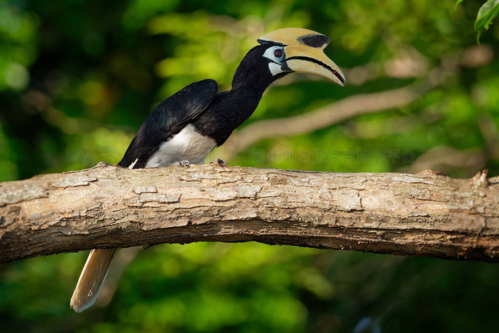 Oriental Pied-Hornbill - Anthracoceros albirostris large canopy-