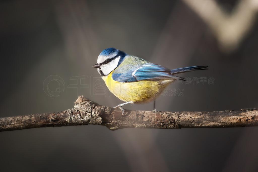 bluetit ɽȸ) Ϣ֦