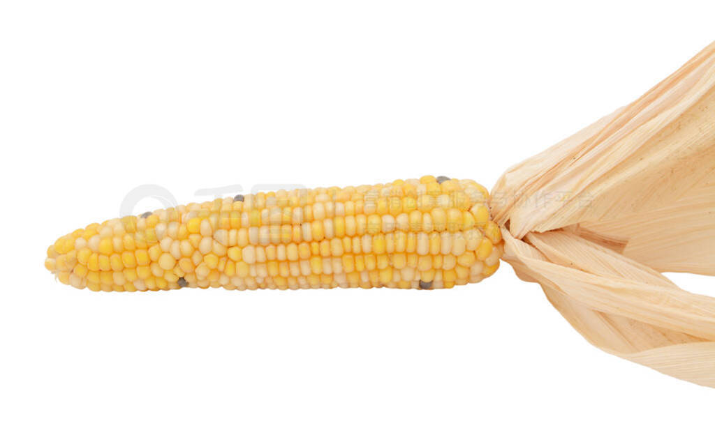 Decorative flint corn with yellow, white and black niblets