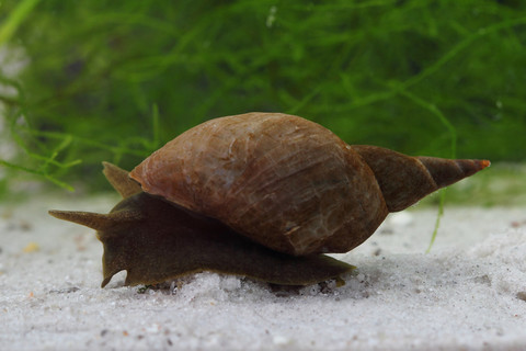 大池塘蜗牛 (螺壳 stagnalis) 在池塘底部