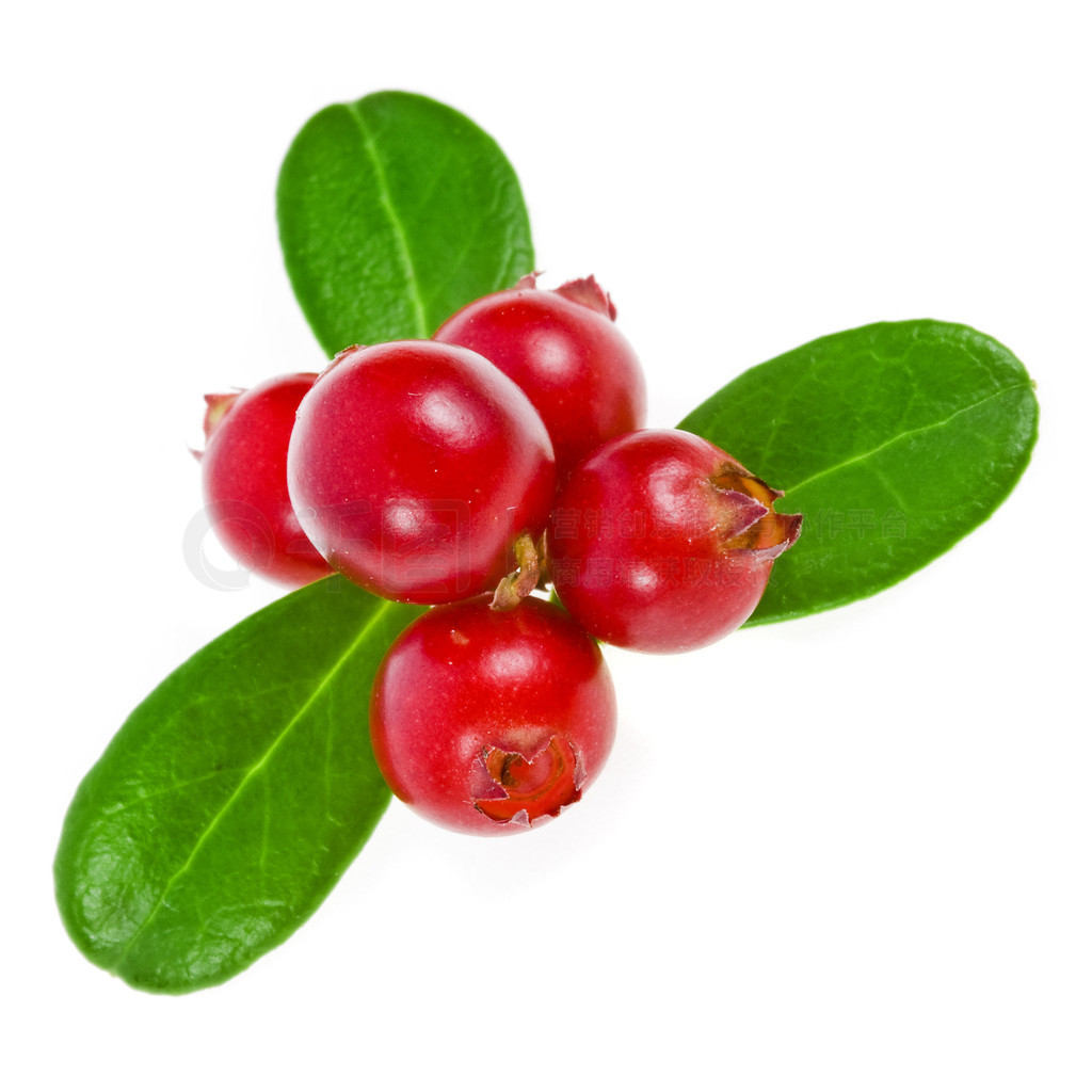 Сݮ cowberries 