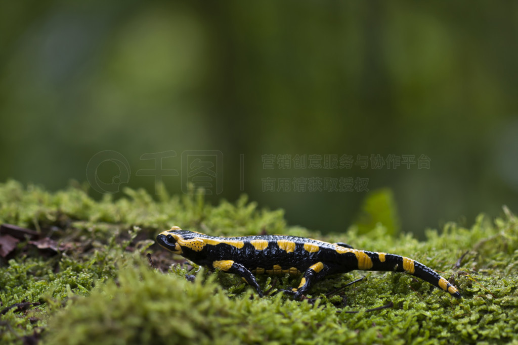 аߵܸٽ salamandra salamandra