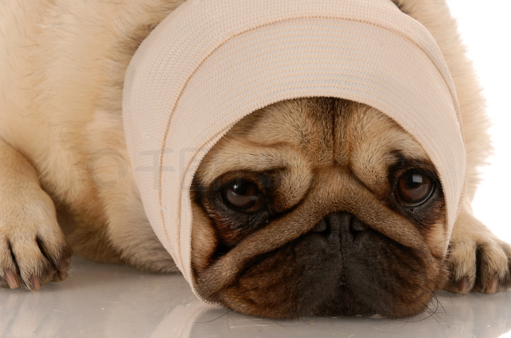 p? sjukhus hund med ett bandage p? huvudet