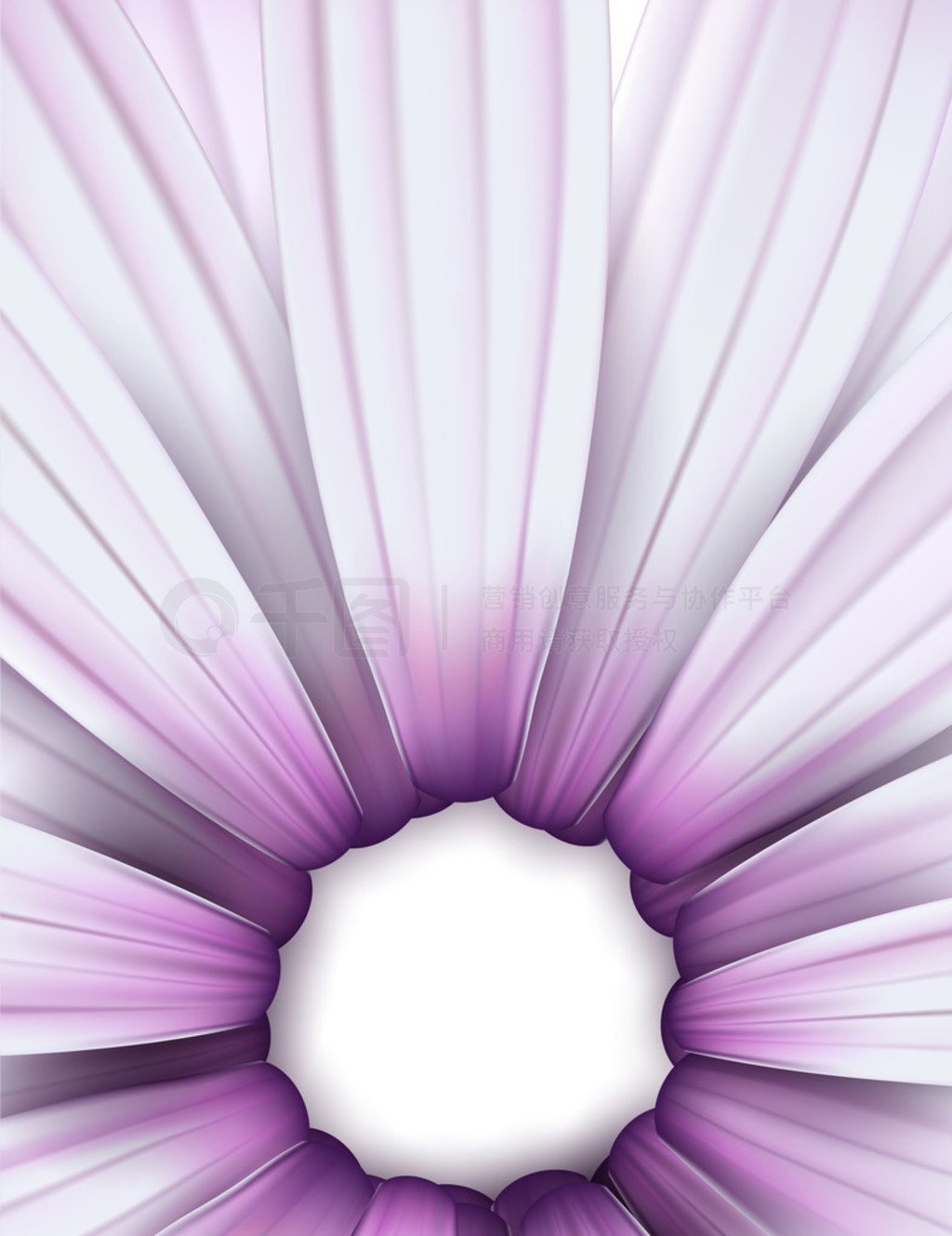 ɫ osteospermum (ջ) 