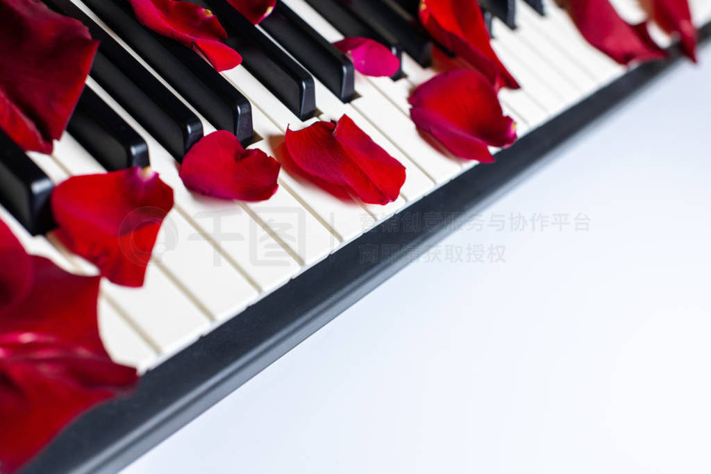 Piano keys strewn with rose petals, isolated, copy space. Piano