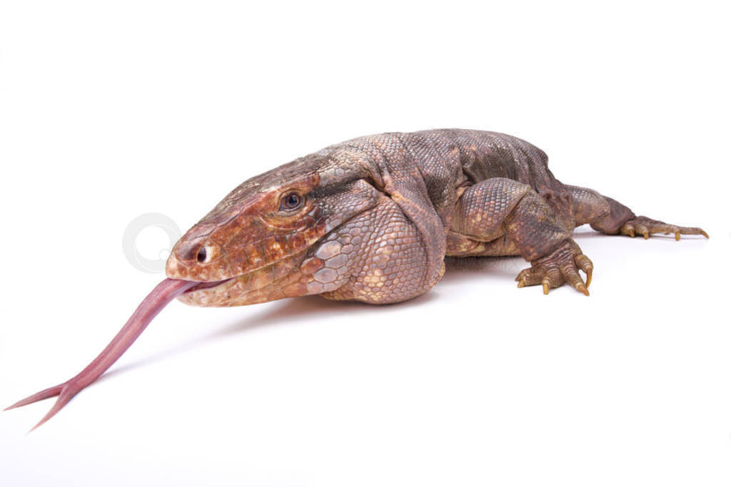 ͢ tegu (Tupinambis ̽) һ޴ֲ֡ʳ