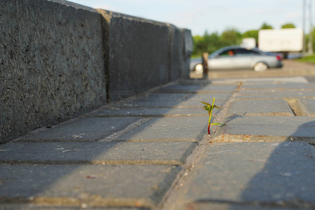 Grass sprout makes its way through asphalt. A young shoot breaks