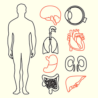 人体结构图简笔画系统图片