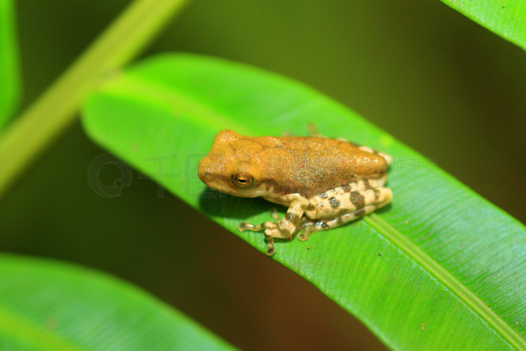 Сʱ  cruciger  kitulgala ɭ˹