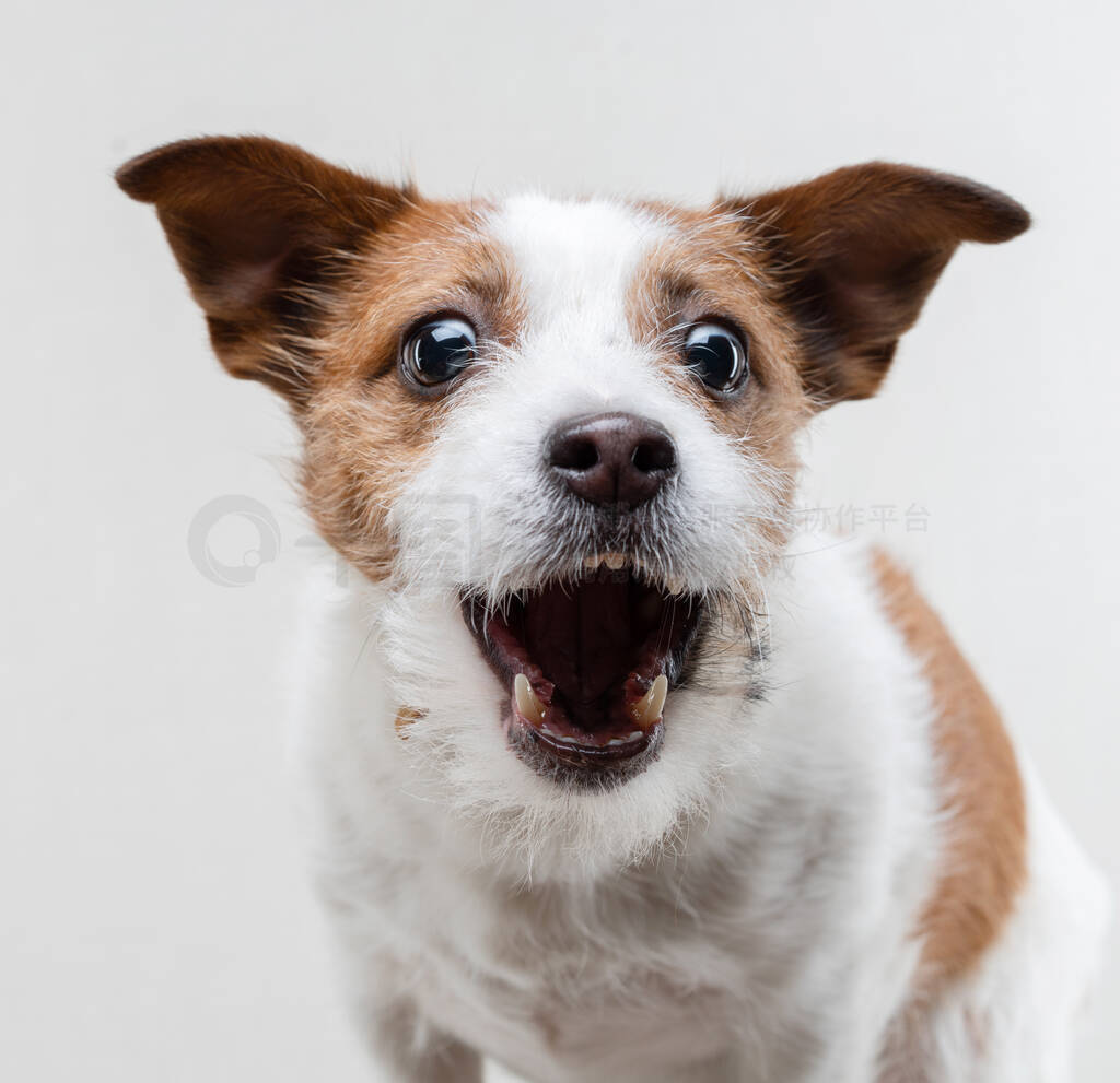 funny face of the dog. happy pet catches food. Jack Russell Terr