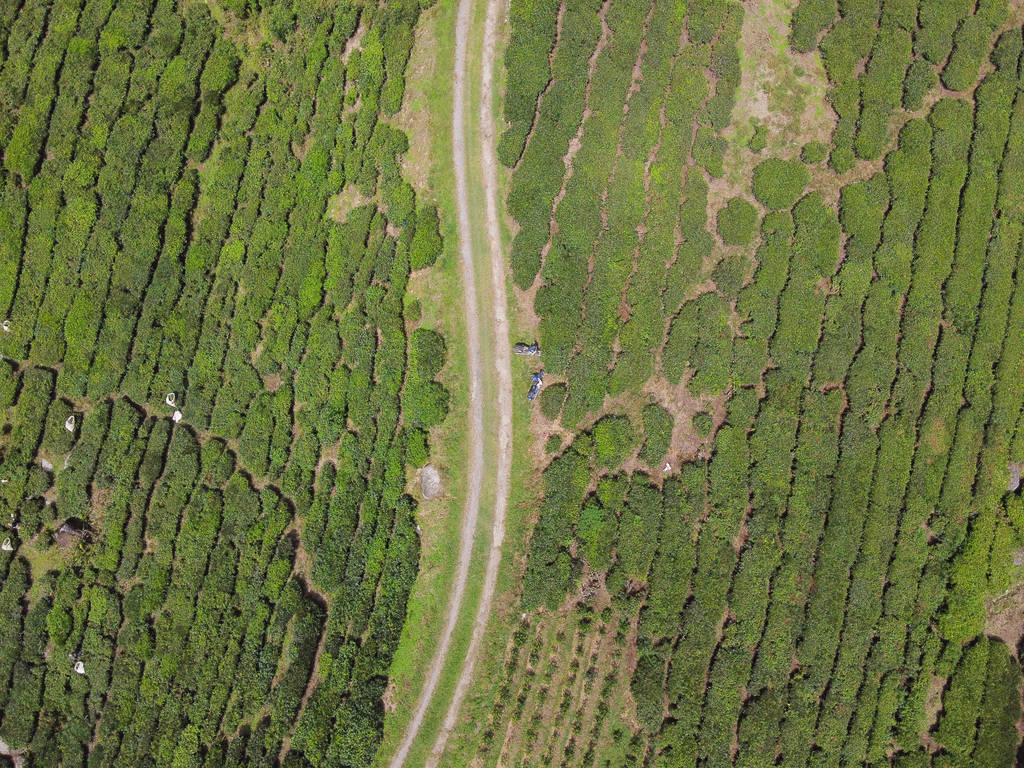 Aerial view of narrow road in green tea plantation in Malaysia,