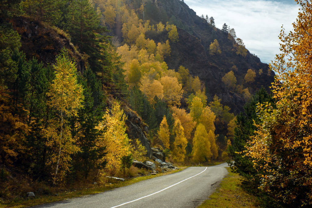 Asphalt mountain road among the yellow autumn birches and high r