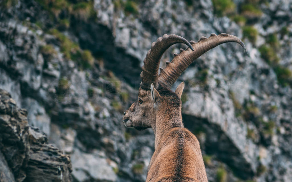 ɽĦ Steinbock ҰɽվʯϿ, brienzer rothorn ʿ˹ɽ