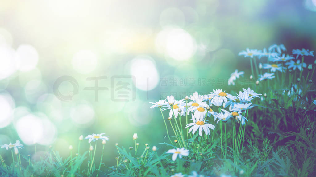 background natural Field daisies in a dream atmosphere. Flower B