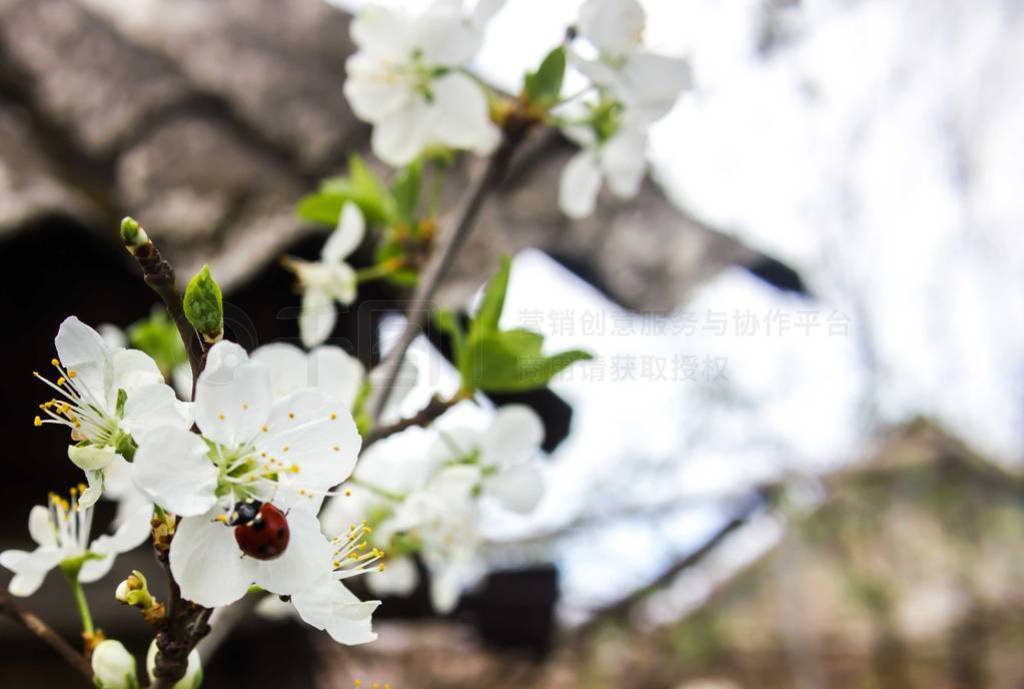 ladybug, white spring flowers, plum blossom
