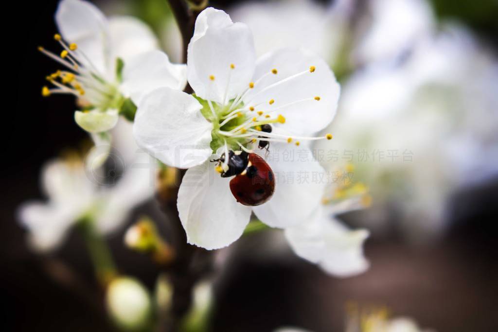 ladybug, white spring flowers, plum blossom