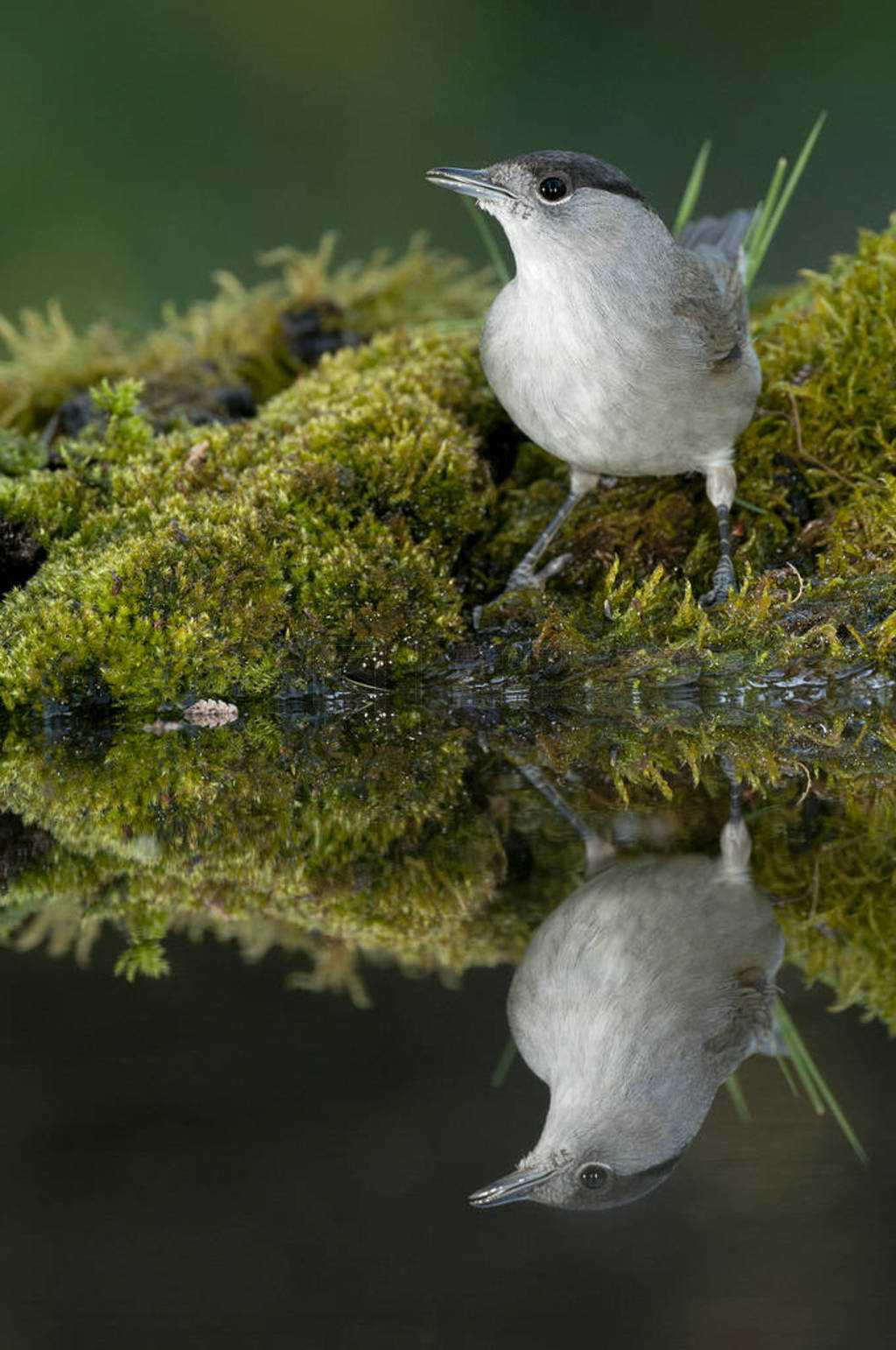 Blackcap (Sylvia atricapilla), in a drinking fountain, drinking