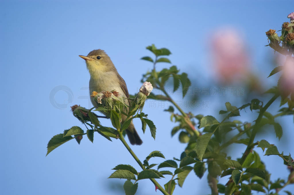 Melodious warbler - Hippolais polyglotta - perched on a branch