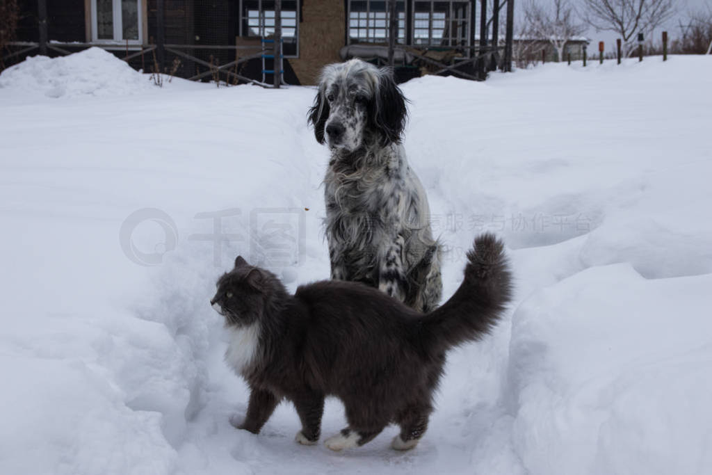 English Setter dog playing with cat in snow.