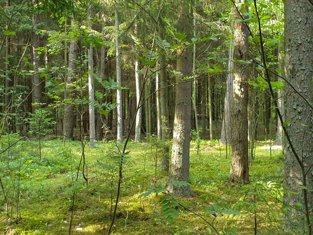 Inside the forrest with trees grass and leafs during summer.