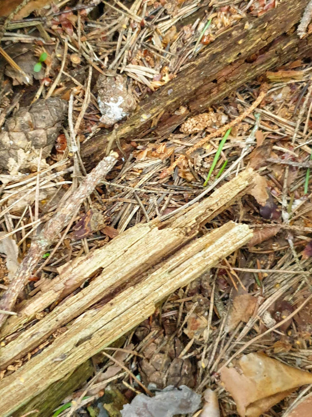 Closeup of tree trunk texture and background in forrest.