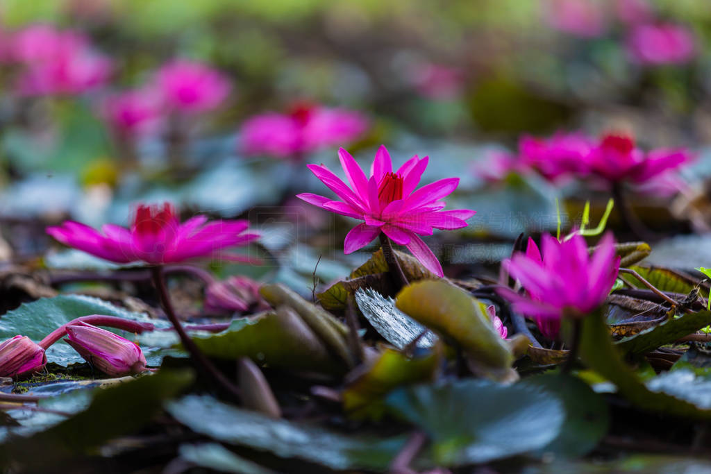 Pink Nymphaea Water lily or Pink Lotus Flower on the lotus lake