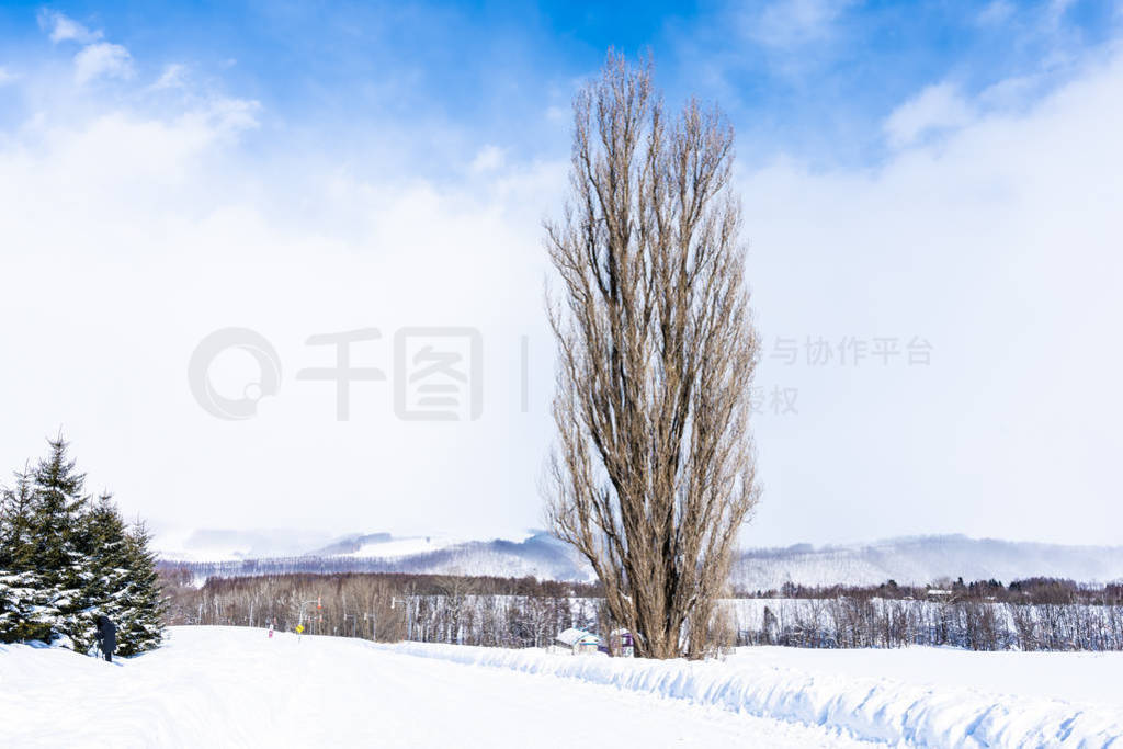 Beautiful outdoor nature landscape with tree of ken and mary in