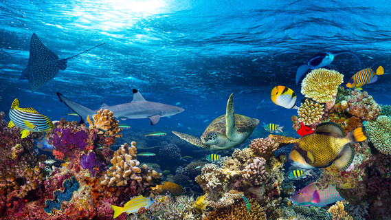 深海珊瑚礁景观16to9 背景下的深蓝色海洋与丰富多彩的鱼和海洋生物