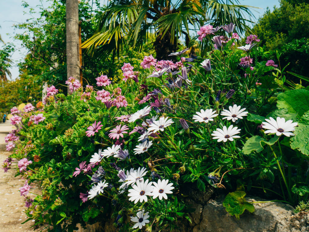 ʲɫĻǰ osteospermum t