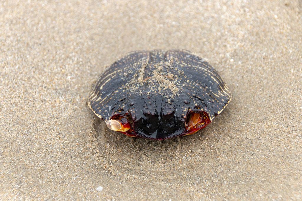Crab Shell