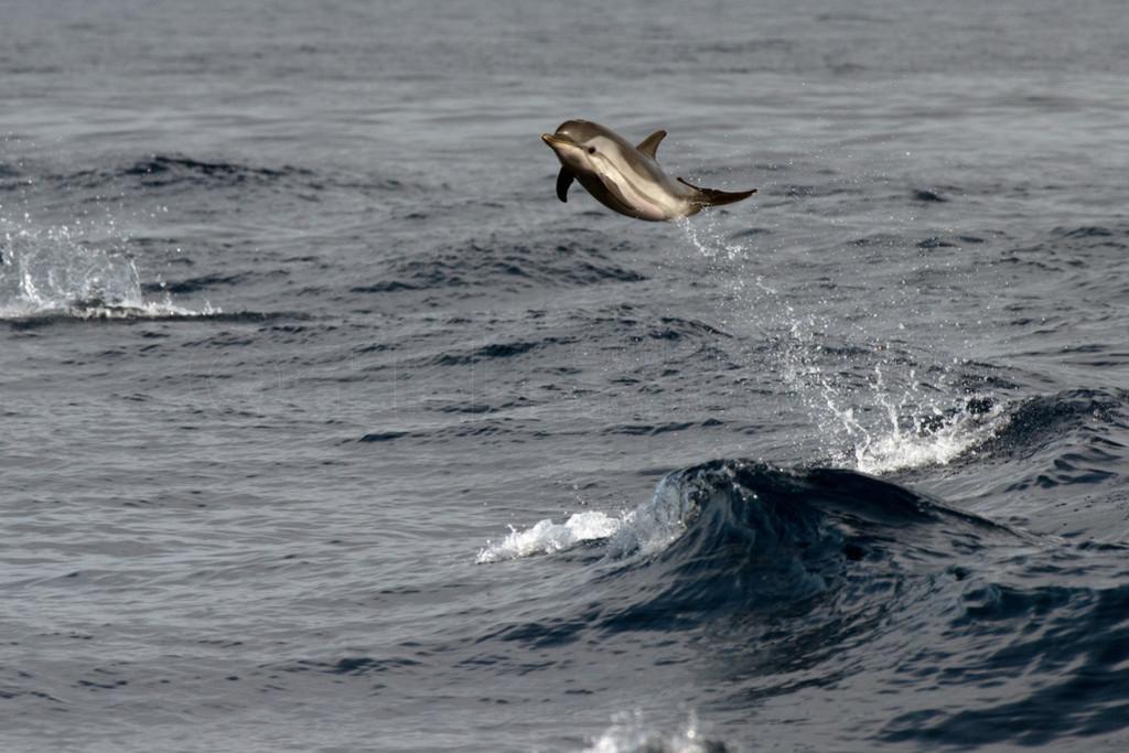 Dolphin medan hoppa i det djupa bl? havet