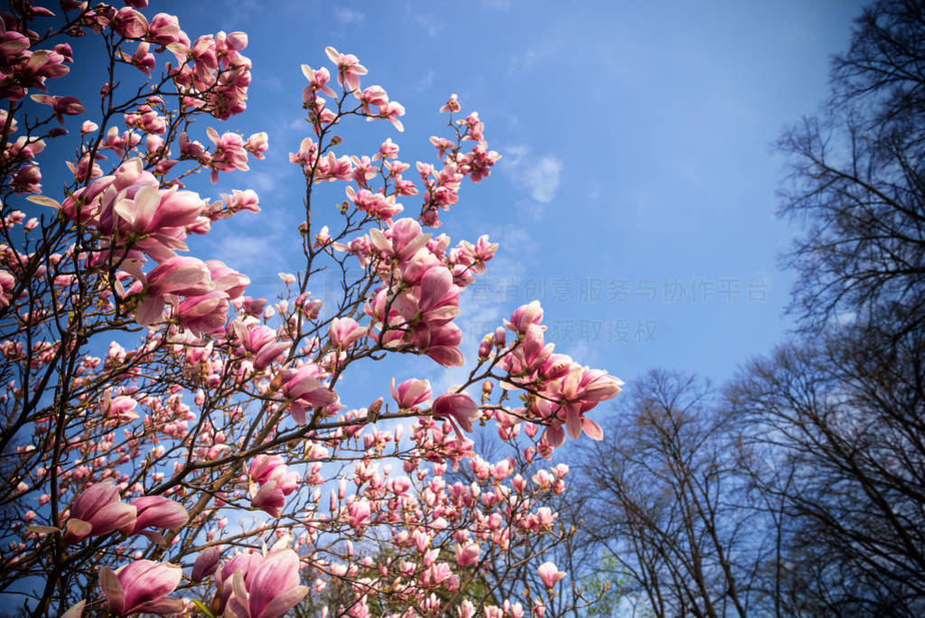 Blossoming magnolia flowers in spring time