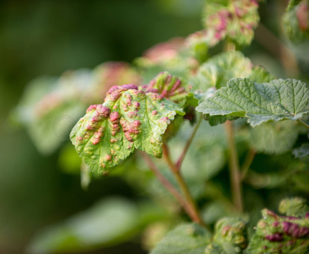ill leaves of currant infected by gallic aphids