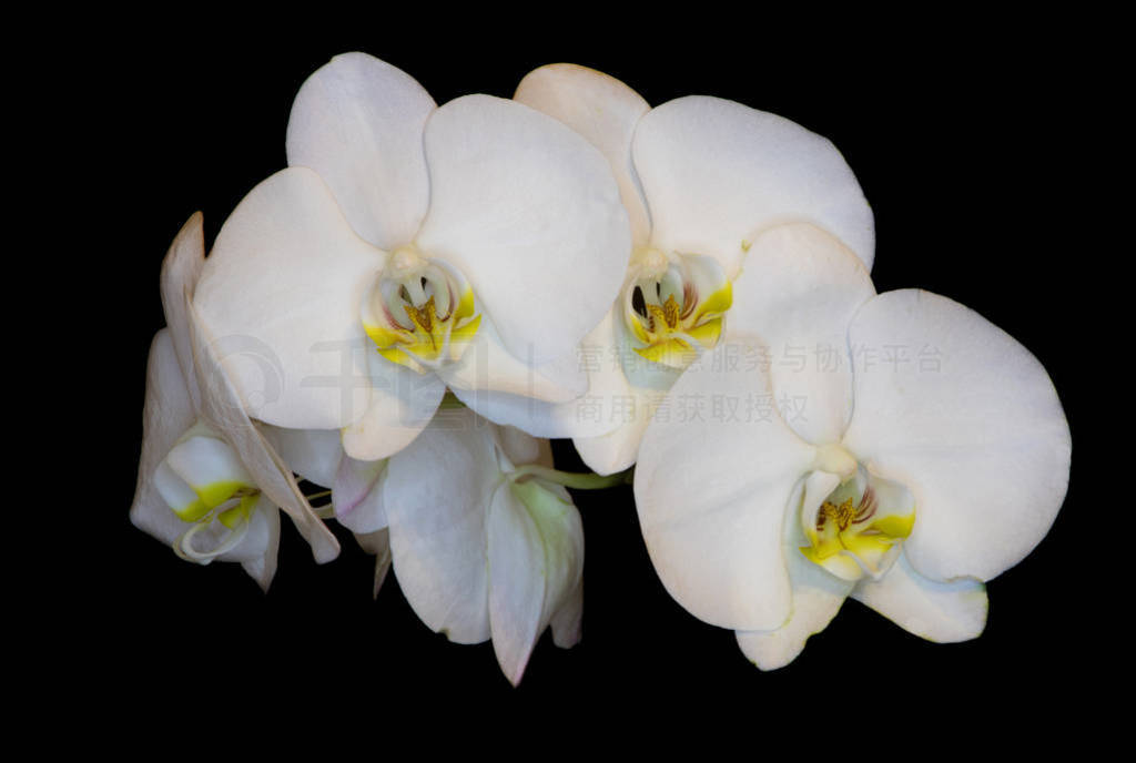white orchid with yellow center, three flowers isolate on black