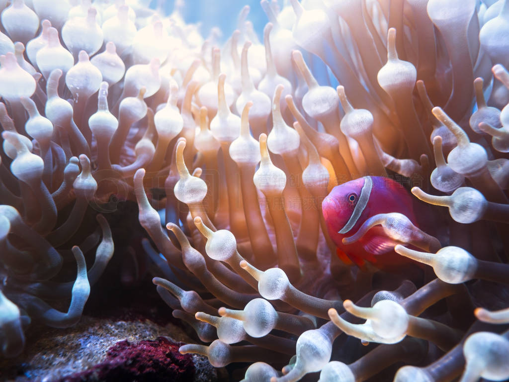  anemonefish, üС (Amphiprion frenatus) С