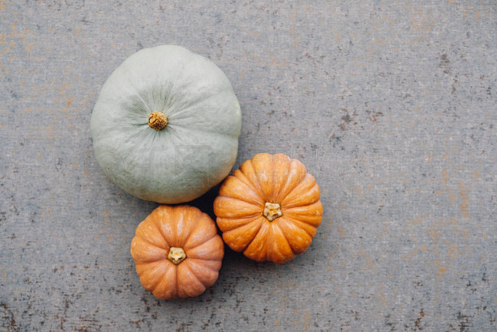 Colorful autumn pumpkins on neutral grey background. Copy space
