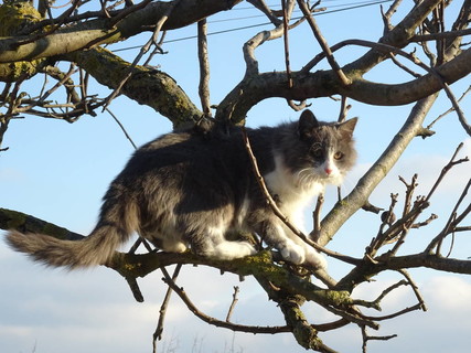 猫的树Cattree图片